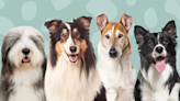 The 4 Types of Collies—and the Homes Where They Do Best