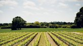 A sparkling success: UK wines win big at Decanter World Wine Awards