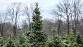 Eaton Rapids Christmas tree grower is too popular, has to close for the season