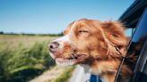 Have You Heard About This Airline For Dogs? | Kiss 108 | Sisanie