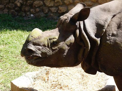 El rinoceronte indio llegado desde Polonia ya está en el Zoo de Córdoba