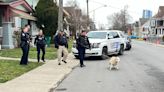 Loose sheep captured in Niagara Falls backyard