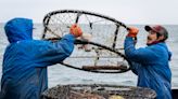 Alaska's snow crabs suddenly vanished. Will history repeat itself as waters warm?