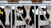 Bird flu may infect cows outside the US, says WHO