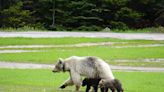 Parks Canada officials devastated to report white grizzly, known as Nakoda, has died