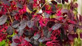 Loropetalum care and growing guide – expert tips for these flowering evergreens
