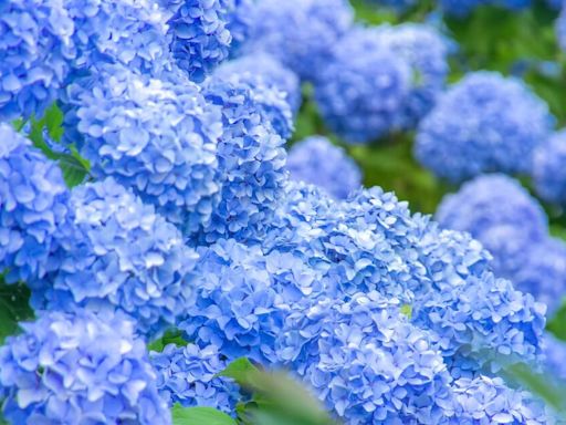 Hydrangeas turn a gorgeous blue shade with 1 fantastic food scrap gardeners love