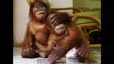 Malaysia’s ‘orangutan diplomacy’ plan slammed as ‘obscene’