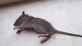 Stockport residents share horror stories as rats terrorise flats