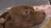 Humane Society of Summit County raising money for dog’s life-saving surgery