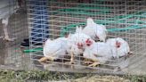 Chicken owners at the Greene County Fair take birds home after some perish in excessive heat