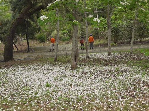 揮別登革熱! 古坑桐花公園大爆花 宛如四月雪