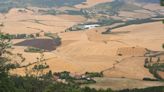 La campaña del cereal de este verano en Navarra: "Un cosechón"