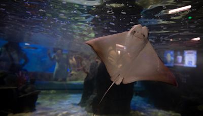 Un acuario interactivo abre sus puertas por primera vez en Nuevo León, norte de México