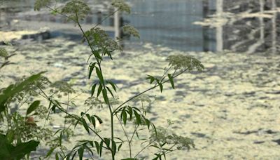 Toxic algae is not quite gone from Lady Bird Lake. Here's how the city is working to stop its growth.