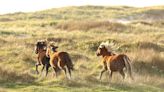 Wild horses face unruly storms as Fiona nears Canada's east coast
