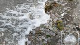 Apocalyptic scenes as THOUSANDS of jellyfish wash up in tourist hotspot