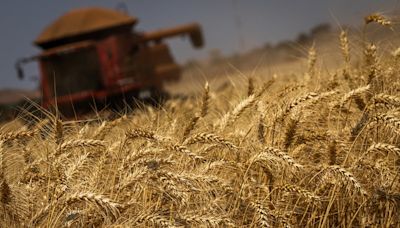 Commodities agrícolas iniciam o dia em queda em Chicago