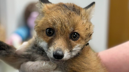 Essex firefighters rescue baby fox with jar on head