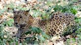 Leopard scare grips Talwara’s Kandi area after attack on cattle