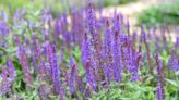 Alan Titchmarsh’s 1 vital task to keep lavender blooming and prolong their life