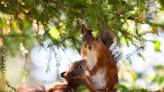 Man Gets Sweet Surprise When Neighborhood Squirrel Brings Her Baby to Meet Him