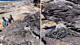 Watch: Tangled Ball of Mating Pythons Spotted in Australian National Park