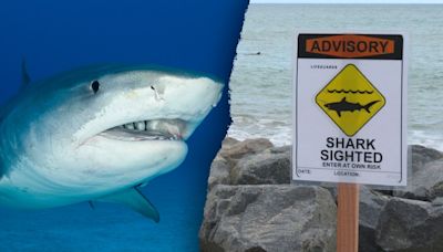 Tiger shark spotted off of Hawaiian coast prompts warning signs on beach