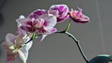 Taste spring this weekend, thousands of orchids bloom at Hershey Gardens show and sale