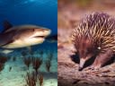 Unlucky shark vomits up hedgehog-like animal, shocks scientists