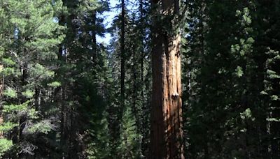 Wildfires threaten California sequoias. Will a new farm bill measure actually help?