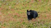 Bear swipes person on morning walk in Steamboat Springs; minor injuries reported