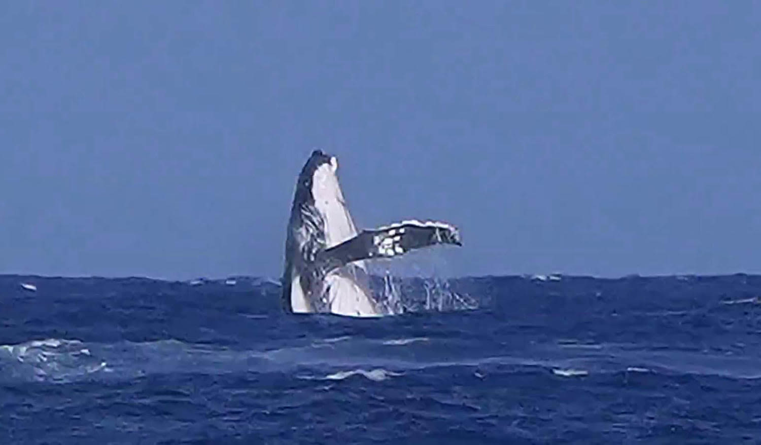 Whale, whale, whale, what do we have here? See an unforgettable cameo during Olympic surfing event