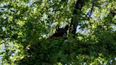 ‘Currently, the bear is in a tree’: SLCPD capture bear in Salt Lake City neighborhood