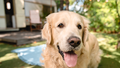 Golden Retriever Has Adorably Enthusiastic Way of Greeting New Neighbors