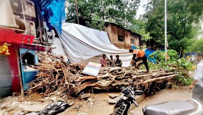 Mumbai: Second tree collapse death in two days