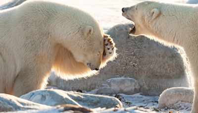 Sonrisas naturales: las 10 mejores fotos de los Comedy Wildlife Awards hasta el momento