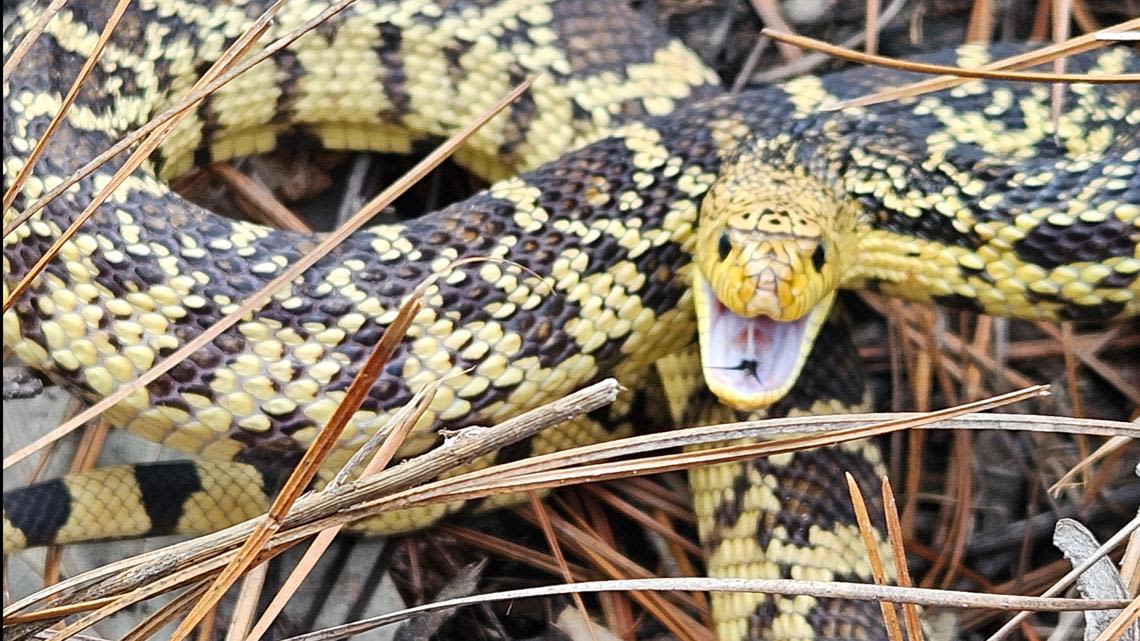 Fort Worth Zoo releases nearly 80 endangered Louisiana pine snakes into the wild