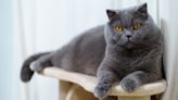 Feline experts reveal five benefits of training your cat on a platform to improve daily behavior