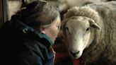 Artist and shepherd Orla Barry: ‘Breeding animals is like making an artwork. You’re putting certain animals together’