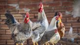 Dozens of chickens escape into Brooklyn. N.Y., road