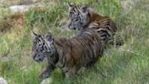 San Diego Zoo Safari Park welcomes two new endangered Sumatran tiger cubs