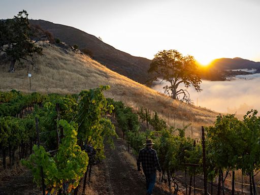 One of Sonoma’s Best Wineries Just Dropped a Stellar New Label