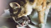 Stray cat adopted when pregnant brings kittens to new owner: "grateful"