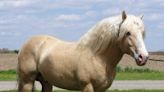 The only draft horse developed in America comes from Iowa. Should it be the state horse?
