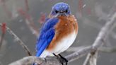 Fort Worth to name eastern bluebird as official bird