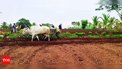 Farming activities resume in southern Karnataka and Malnad regions after heavy rain, farmers hopeful for good monsoon | Mysuru News - Times of India