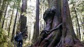 Port Renfrew's Avatar Grove closure drags on with no end in sight