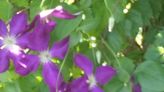 A Stroll Through the Garden: Clematis - the queen of the climbers