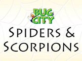 Bug City (TV series)